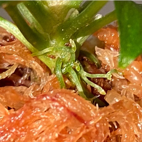 Homalomena sp. "Euclase" from Riau sumatera [LA0518-02]
