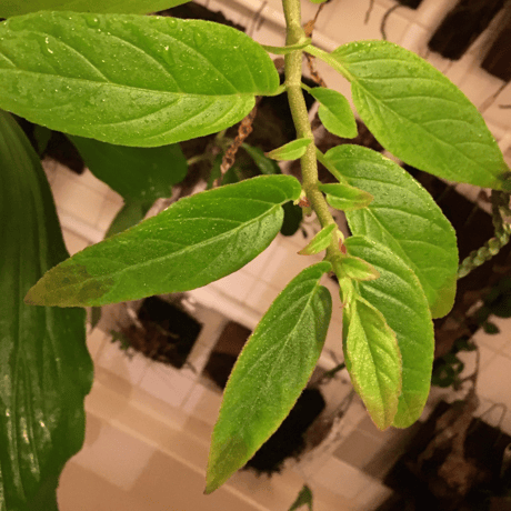 Columnea spathulata [STRINGE PLANTS]