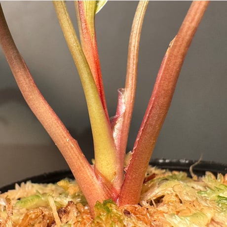 Homalomena sp. "Black Jambu" from Round Purbalingga [カミハタ 2023]
