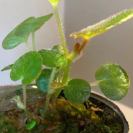 Begonia sp. from Manaus