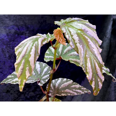 Begonia sp. "雪の宿" from Lampung sumatera [LA0217-01]