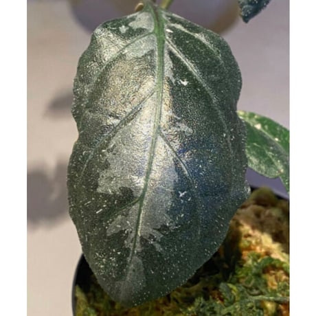 Gymnostachyum sp. from Aceh sumatera [LA1116-02]