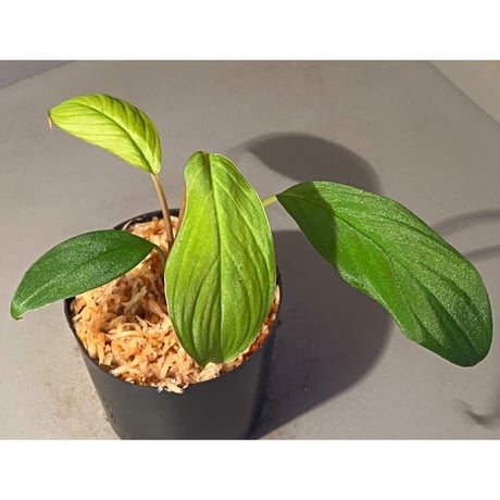 Homalomena sp. from Padang sumatera [LA0117-02] ①
