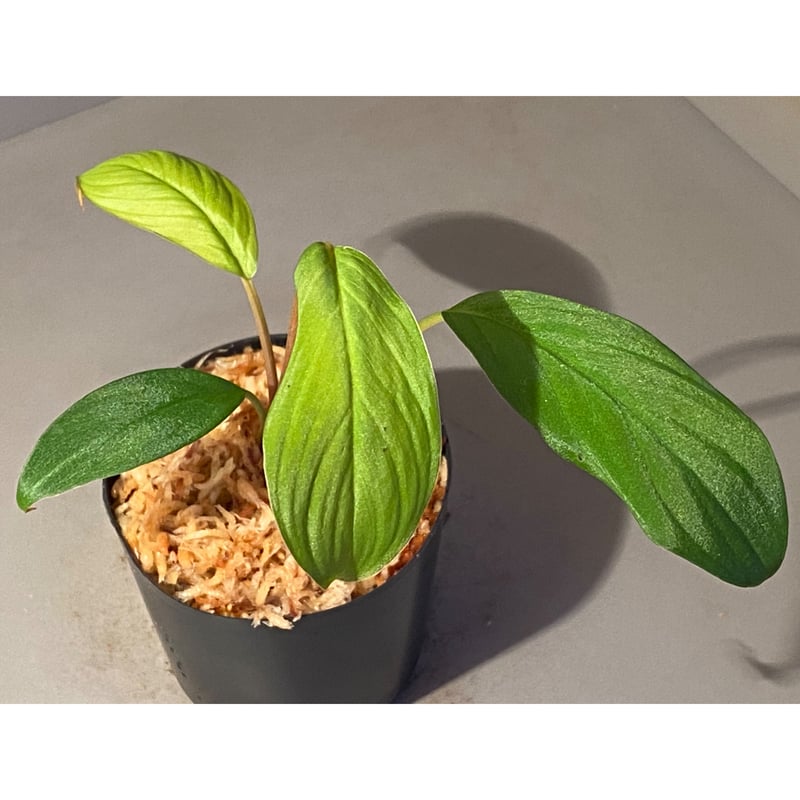 Homalomena sp. from Padang sumatera [LA0117-02]