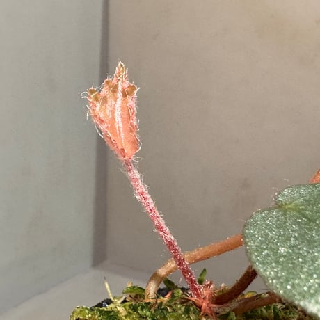 Begonia sp. f1 from Sumatera [NT ORCHID]