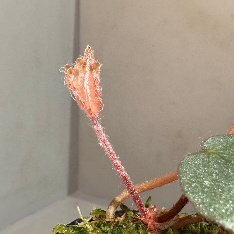 peculiarman　Begonia 5点同梱発送 peculiarman Begonia 5点同梱発送 peculiarman Begonia 5点同梱