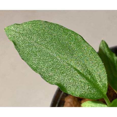 Homalomena sp. "Sunshine Natal"BNN from Sibolga timur [AZ1217-6]