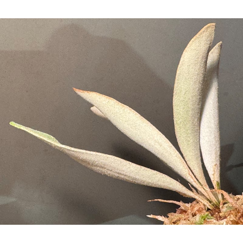 Platycerium veitchii 'Wild' (vp#2) | M・R・G・R