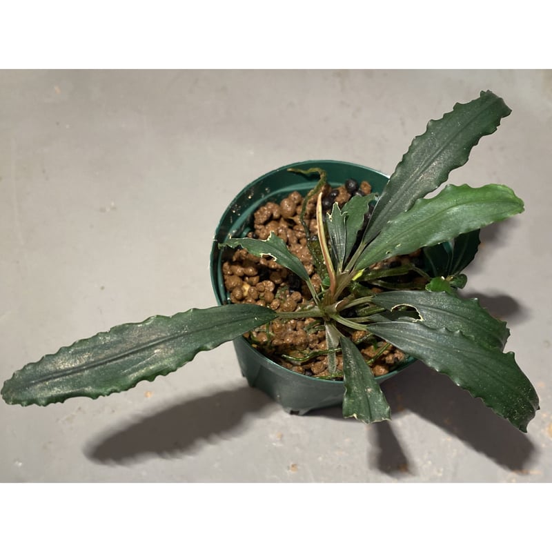 水草 BUCEPHALANDRA from Mahameru BUCEPHALANDRA from Mahameru