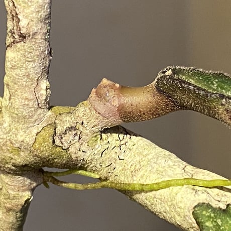 Hoya clemensiorum from Aceh, sumatera 伊藤蟻植物農園