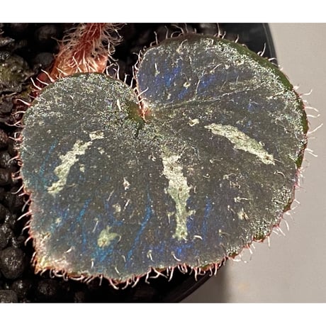 Begonia sp. from Cao Bang [YH251019] TK