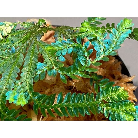 Selaginella willdenowii "variegata" 伊藤蟻植物農園 ③