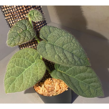 Ficus sp. from Selangor