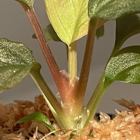 Homalomena sp. Red "Sabah-6" [R0515-03a] ①