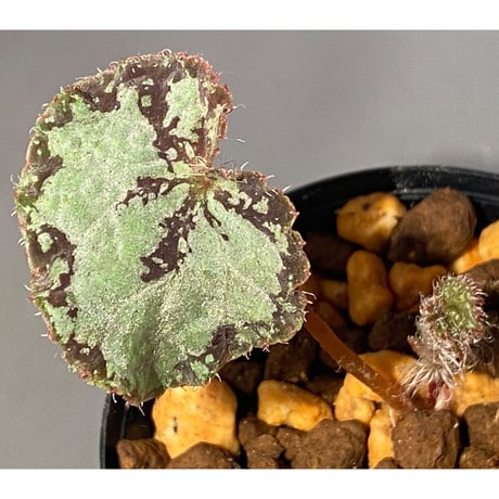 Begonia sp. from Lang Son [YH030519] TK
