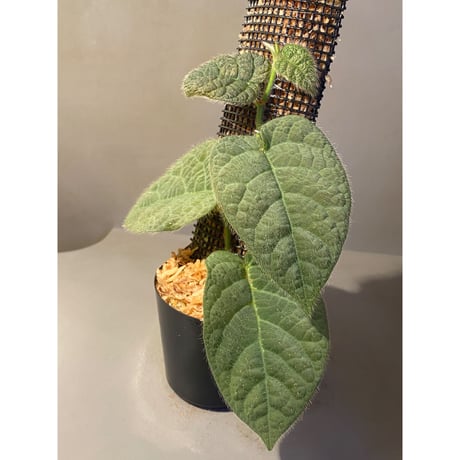 Ficus sp. from Selangor
