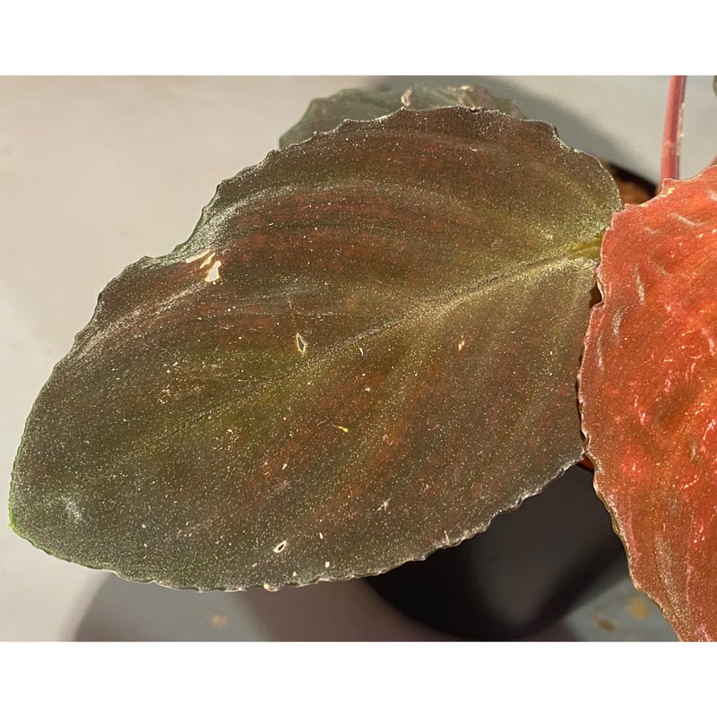 Homalomena sp. 