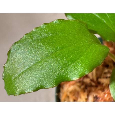 Homalomena sp. "エッジタイプ" from Mahakam hulu [TB]