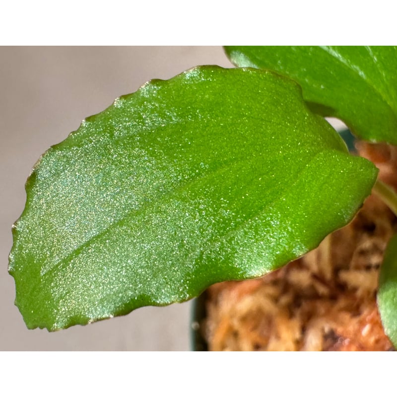 Homalomena sp. 