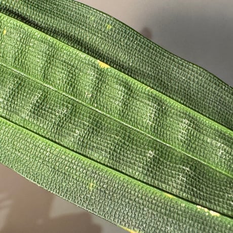 Mapania cuspidata from Bengkayang West Kalimantan ①