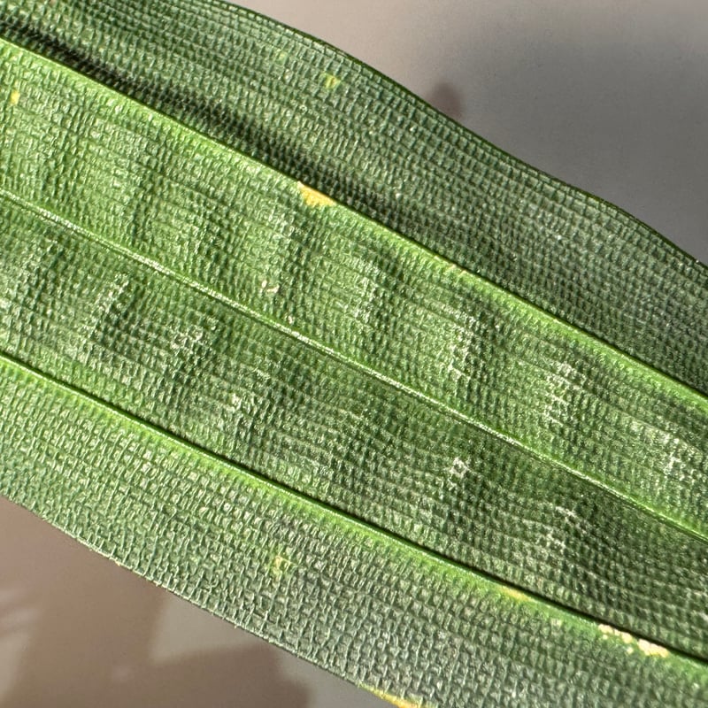 Mapania cuspidata from Bengkayang West Kalimant