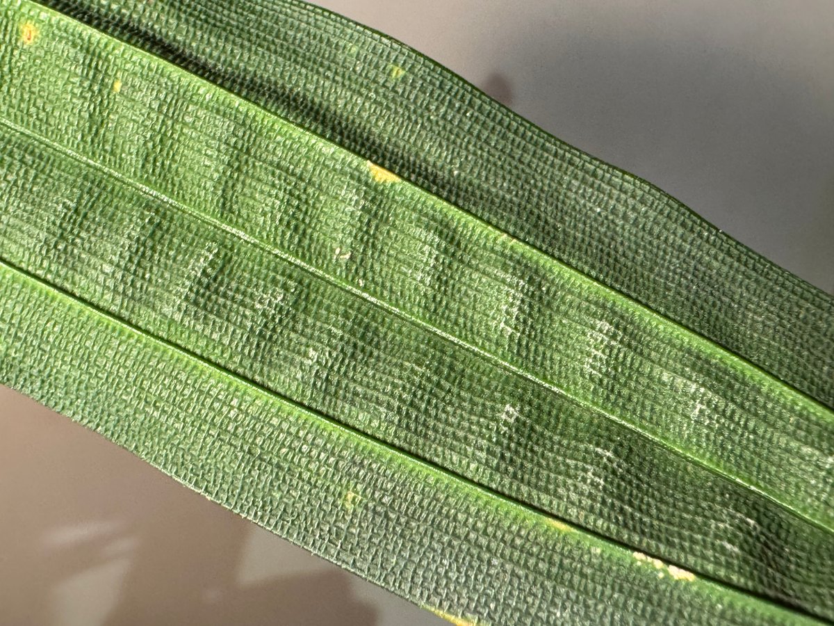 Mapania cuspidata from Bengkayang West Kalimant