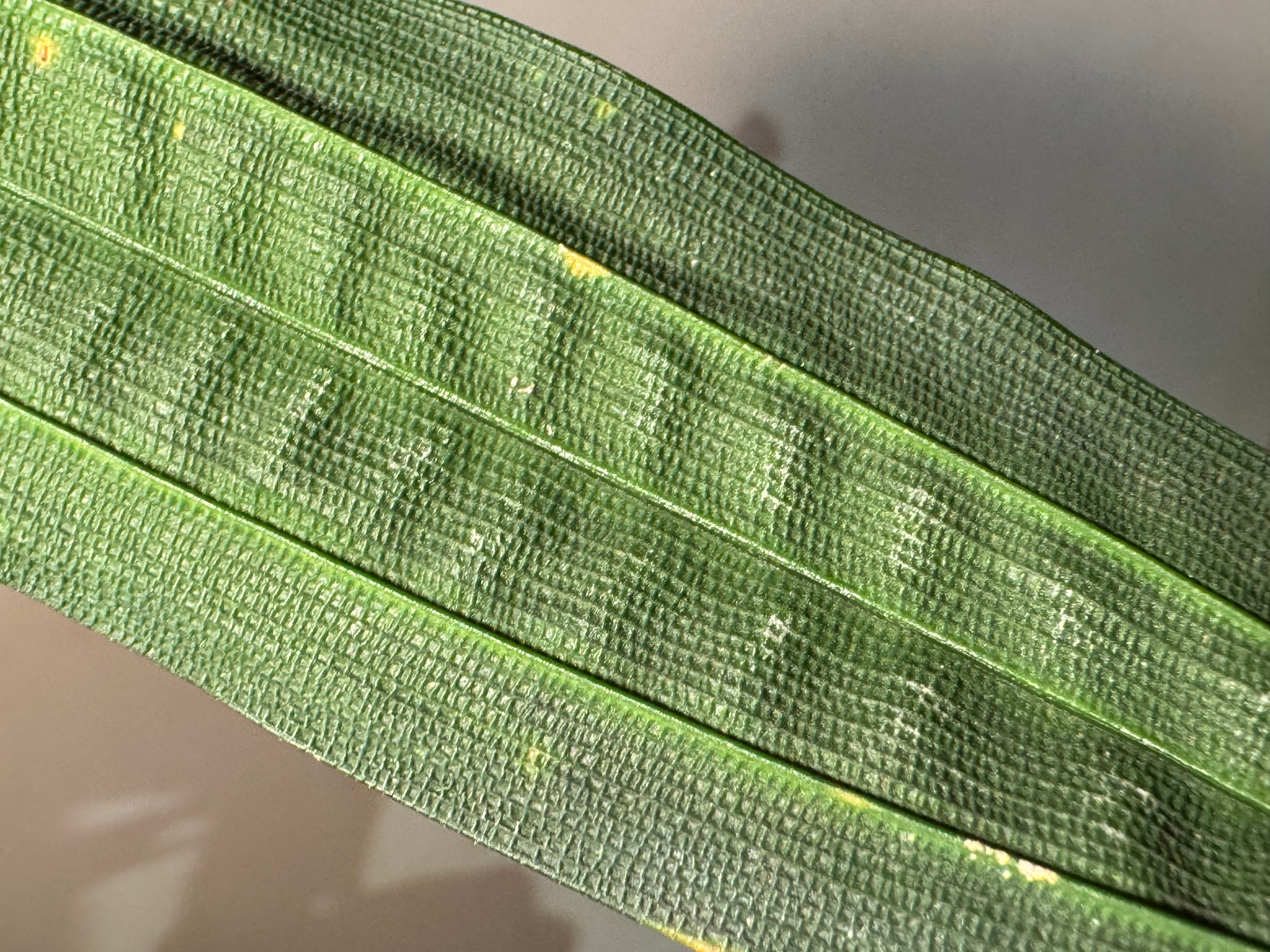 Mapania cuspidata from Bengkayang West Kalimant