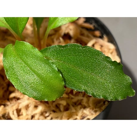 Homalomena sp. from Riau sumatera [LA0815-01]②