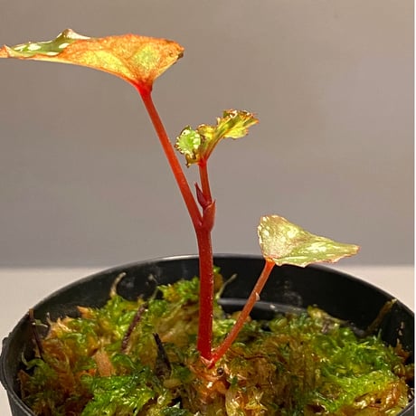 Begonia cf. laruei from Danau Toba [HW0517-02]