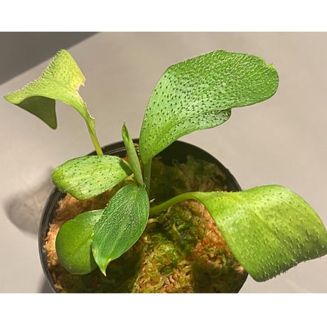 Homalomena hasei "狐尾" from Aceh sumatera [LA0616-04]