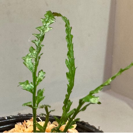 Bolbitis sp. from Kidapawan Mindanao