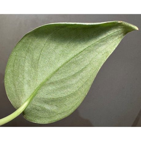Scindapsus Sparkling