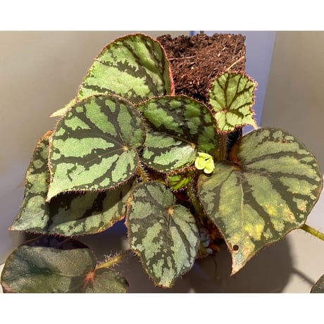 (大株) Begonia luzonensis (ヘゴ仕立て)