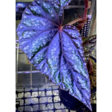 Begonia handelii var. prostrata from Viet Nam