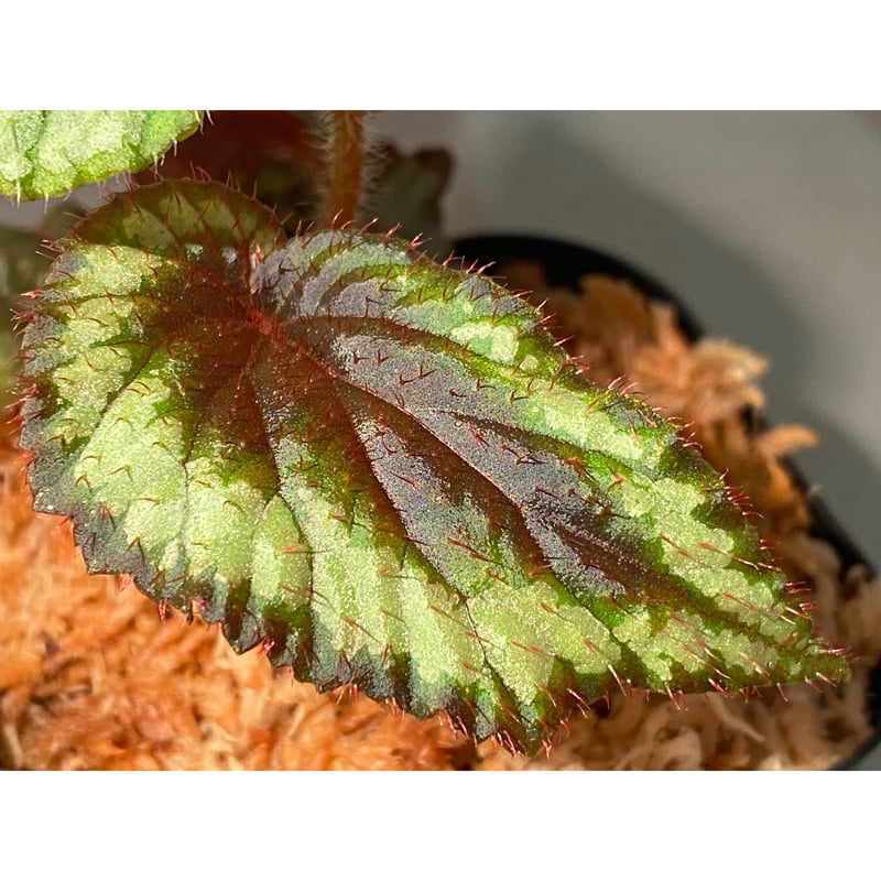 Begonia sp. from Ha Giang North Vietnam | M・R・G・R