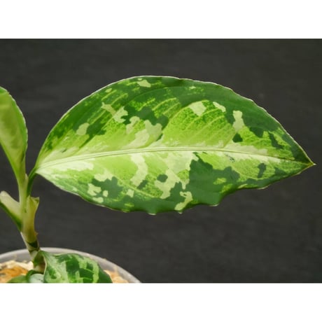 Aglaonema pictum multicolor Chinook BNN from Sibolga Timur [AZ0415-2]