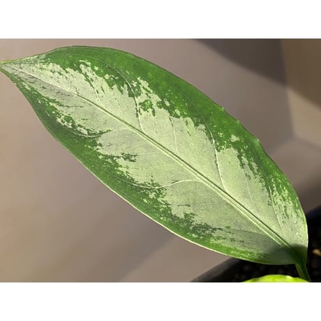Aglaonema nebulosum from Kuala Rompin [TK220916-2]