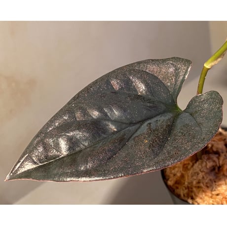 Syngonium sp. from Choco Colombia [tanakay]