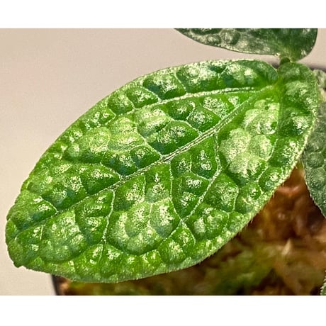 Elatostema sp. (Sri Lanka) ?