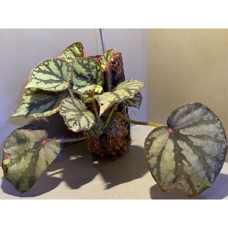 (大株) Begonia luzonensis (ヘゴ仕立て)