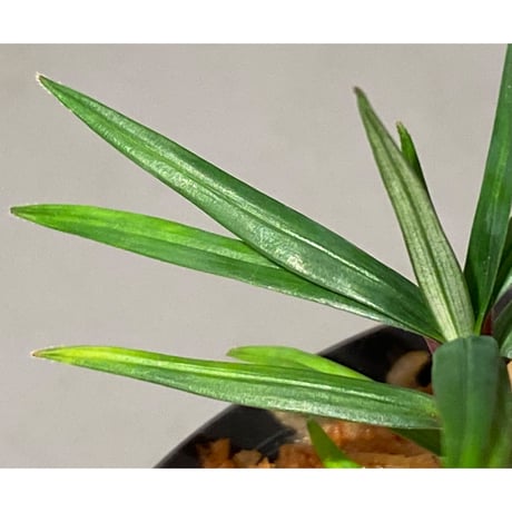 Freycinetia sp. from Setiu