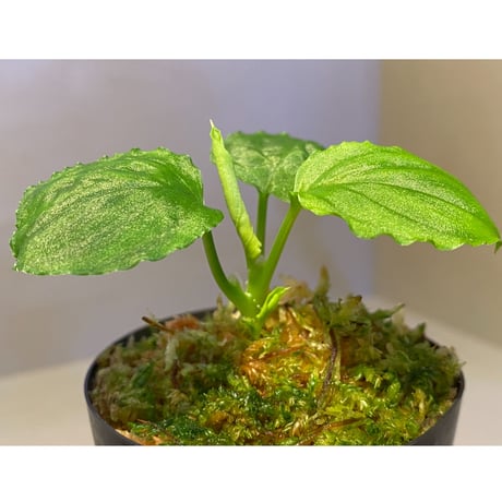 Homalomena sp. (Green) from Solok sumatera [LA0214-3]