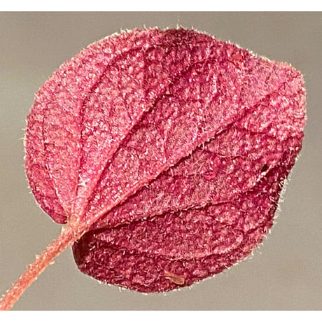Sonerila dongnathamensis [LA]
