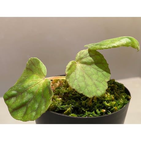 Begonia sinuata