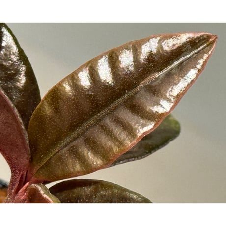 Labisia sp. from Landak West Kalimantan