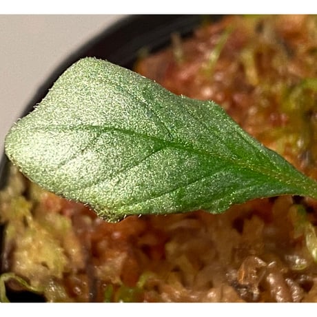 Acanthaceae gen. from Laos [LA]