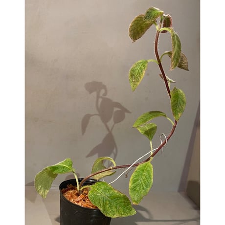 Cyrtandra sp. "Sabah-6" [R0515-03a]