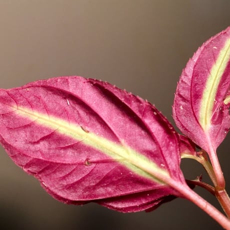 Melastoma sp. from Linga