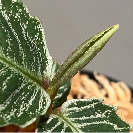 (タグ付き) Labisia sp. " Silver Net" BNN from Sibolga timur [AZ1016-2]
