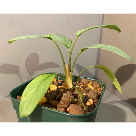 Homalomena sp. from Aceh sumatera